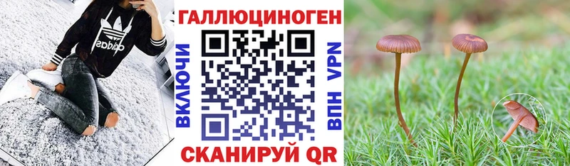 Купить где  Приволжский  Псилоцибиновые грибы Psilocybine cubensis 